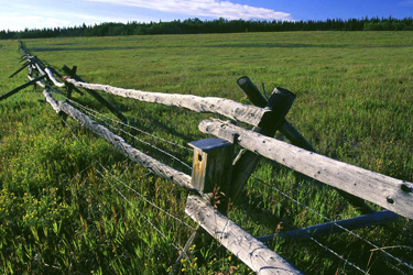 Mens Fence